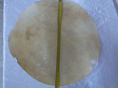 40 cm SHEEP ANIMAL SKIN FOR PERCUSSION INTRUMENTS BENDIR  ETC  NEW - unosell music instruments